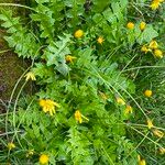 Aposeris foetida Hábito