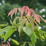 Aesculus chinensis Levél