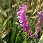 Vicia villosaBloem