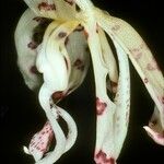 Stanhopea grandiflora Fleur