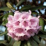 Rhododendron pudorosum Flor