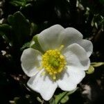 Ranunculus alpestris फूल