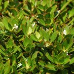 Ernodea littoralis Hoja