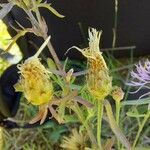 Centaurea jacea Kvet