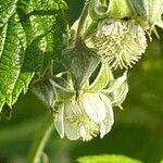 Rubus idaeusFlower