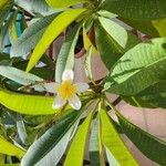 Plumeria alba Flor