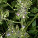 Phacelia cryptantha Цвят