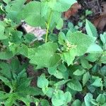 Fagopyrum tataricum Leaf