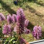 Ptilotus extenuatus Hoja