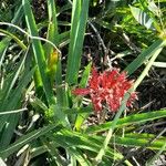 Aechmea distichantha Habit