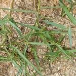 Paspalum vaginatum Leaf