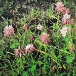 Trifolium hybridum Plante entière