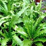 Asplenium antiquum आदत