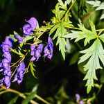 Aconitum variegatum Листок