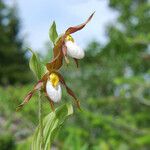 Cypripedium montanum Flower