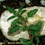Oxybasis glauca অন্যান্য