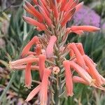 Aloe lateritia 花
