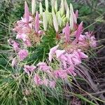 Cleome spinosa Altro