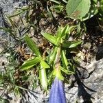 Gentiana angustifolia Yaprak