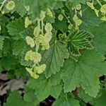 Ribes rubrum Leaf