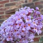 Buddleja japonica Fleur