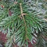 Abies cephalonica ഇല