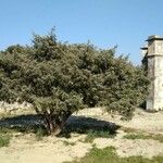 Juniperus oxycedrus Folla