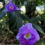 Sobralia macrantha Floare