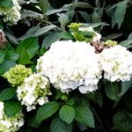 Hydrangea macrophylla Blomst