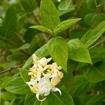 Lonicera maackiiFlower