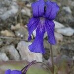Pinguicula longifolia Flor