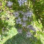 Felicia fruticosa Flor