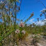 Grevillea buxifolia