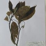 Cinnamomum tenuipile
