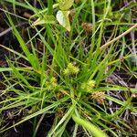 Carex viridula Other