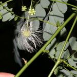 Zapoteca formosa Fruto