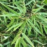 Eucalyptus ovata Blad