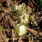 Physalis pubescens Frucht