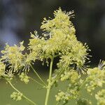 Thalictrum lucidum Blodyn