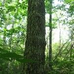 Fraxinus nigra Bark