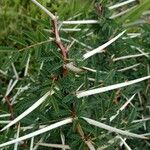 Vachellia seyal Folha