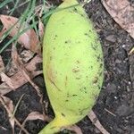 Castanospermum australe Fruct