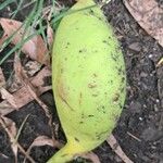 Castanospermum australe Frucht