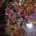 Drosera intermedia Lapas