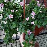 Sutera cordata Flor