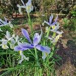 Iris xiphium Květ