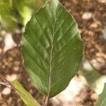 Fagus orientalisLapas