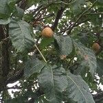 Aesculus pavia Fruit