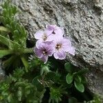 Petrocallis pyrenaica Flower