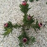 Protea caffra Flower